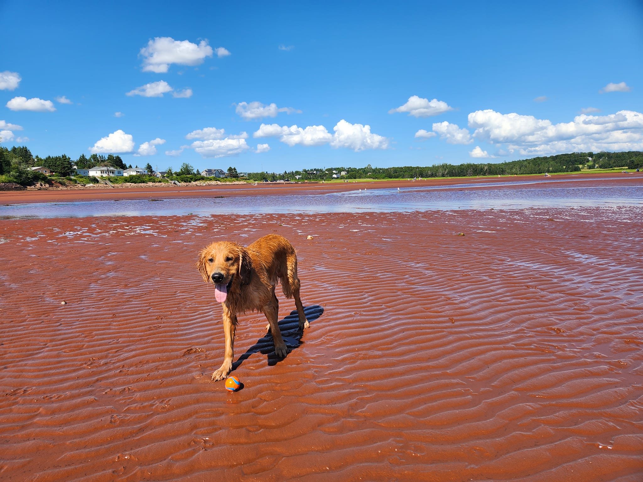 Cooper, a golden retriever, standing on a beach with a ball